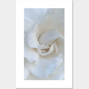 Gardenia flower Posters and Art